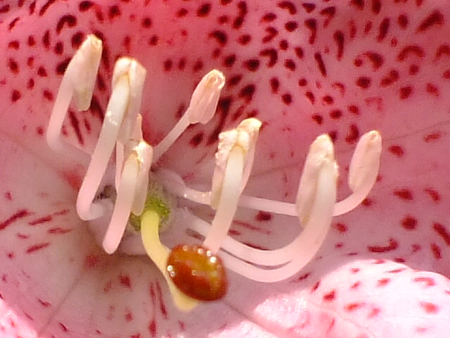e0145782_1185410.jpg