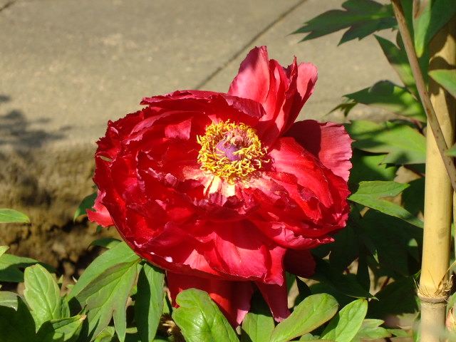 e0145782_1211517.jpg