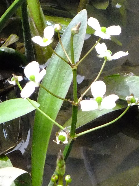 e0145782_15315.jpg