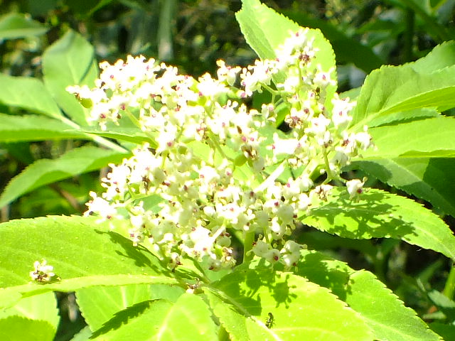 e0145782_195585.jpg