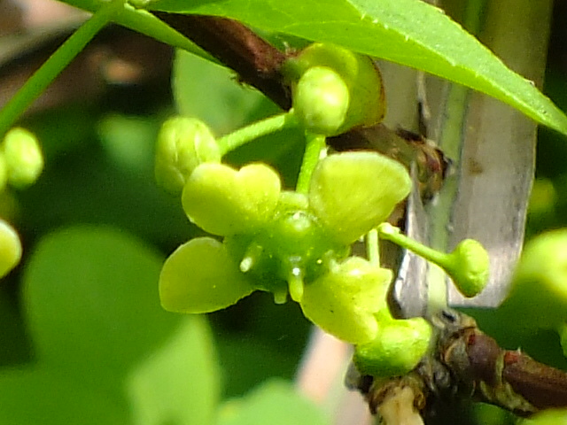 e0145782_20515034.jpg