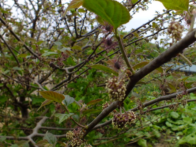 e0145782_20535721.jpg
