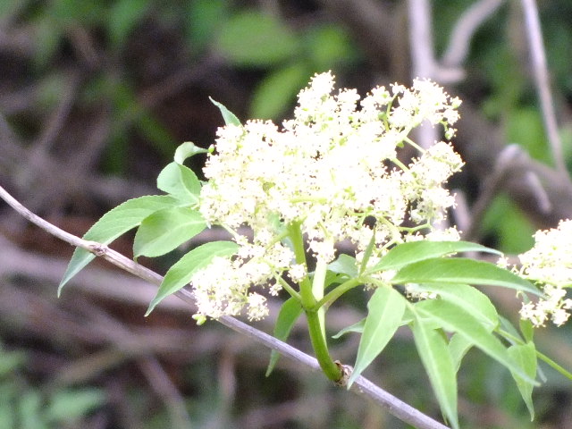 e0145782_2053774.jpg