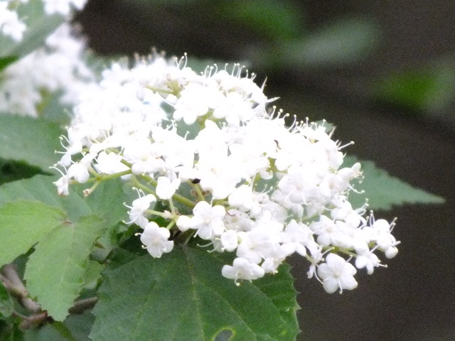 e0145782_2056049.jpg