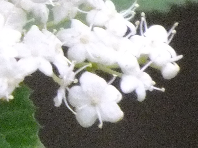 e0145782_20563423.jpg