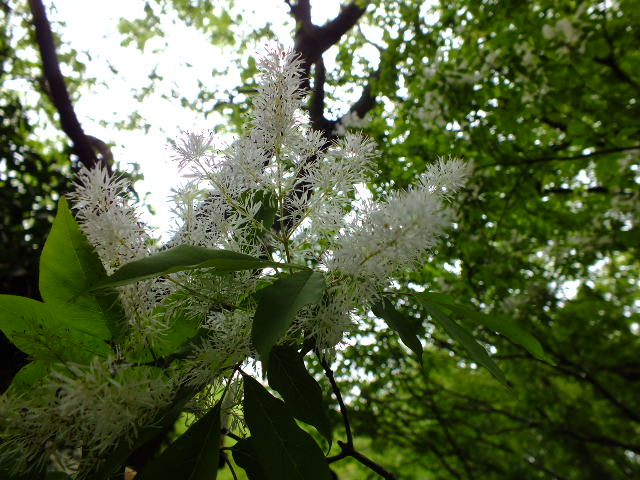 e0145782_20572885.jpg