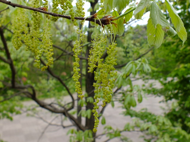 e0145782_20584826.jpg