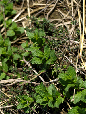 c0145183_710693.jpg