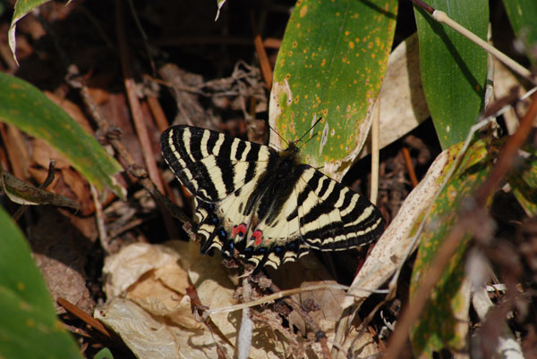 c0049095_134722.jpg