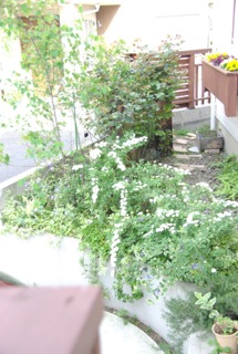 e0197503_21133121.jpg