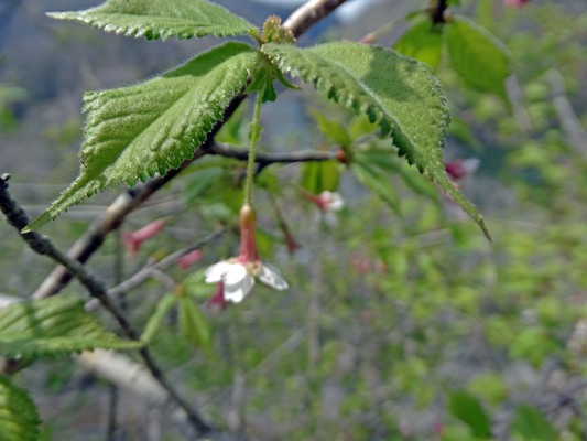 c0042418_10435636.jpg