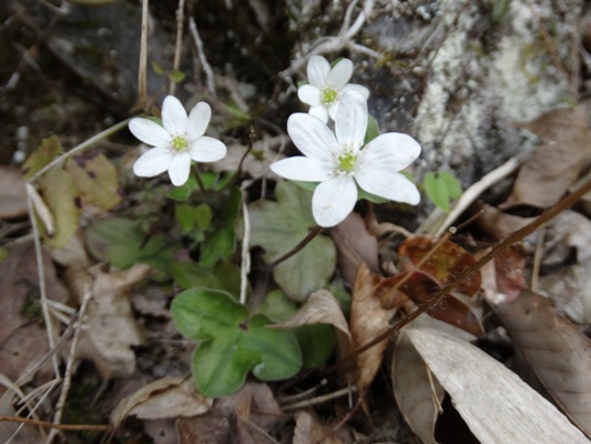 c0042418_10491528.jpg