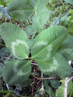 f0036223_16354917.jpg