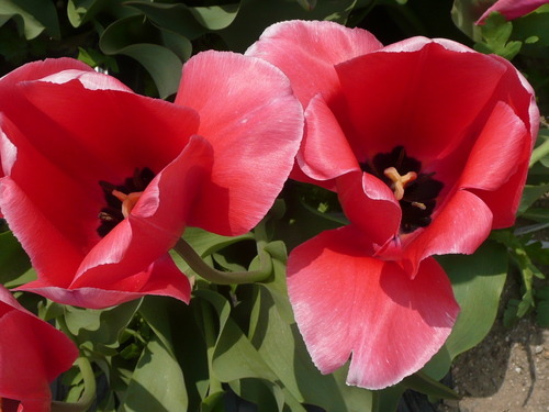 c0009528_22321737.jpg