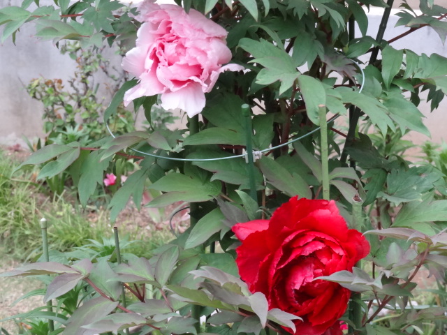e0016828_10265282.jpg