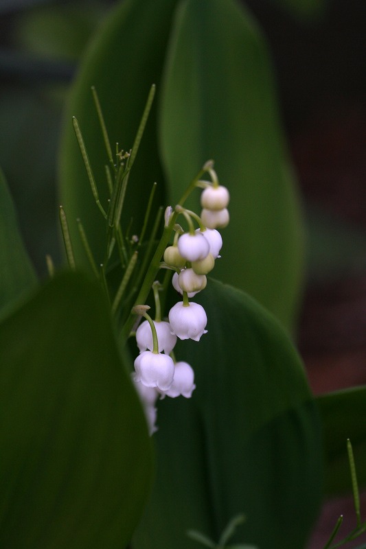 d0244960_9595767.jpg