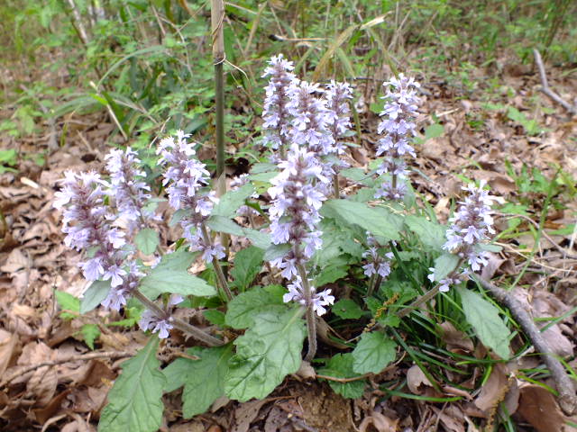 e0145782_20552549.jpg