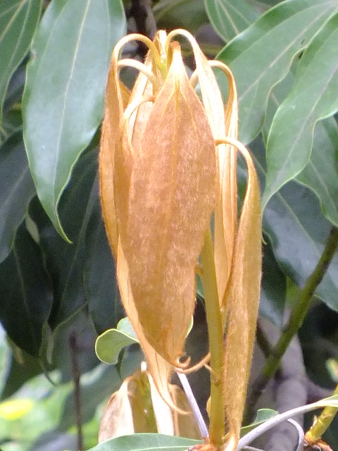 e0145782_20583430.jpg