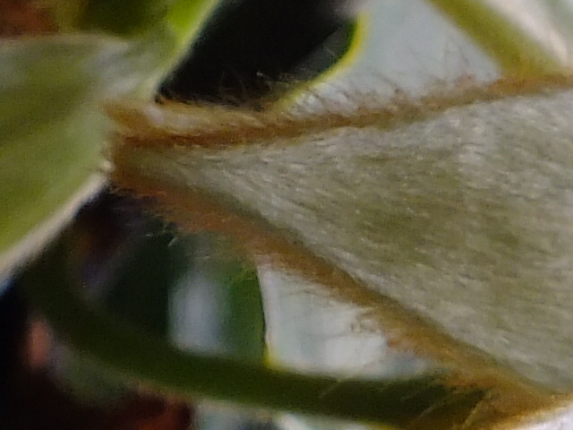 e0145782_20591622.jpg