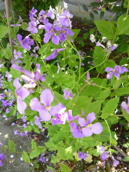 e0095183_143420100.jpg