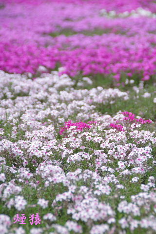 f0212217_0502253.jpg