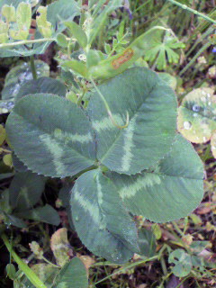 f0036223_7254792.jpg