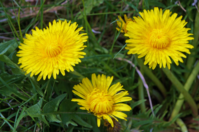 a0135840_10171066.jpg