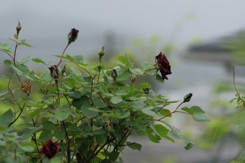 c0186463_16144261.jpg