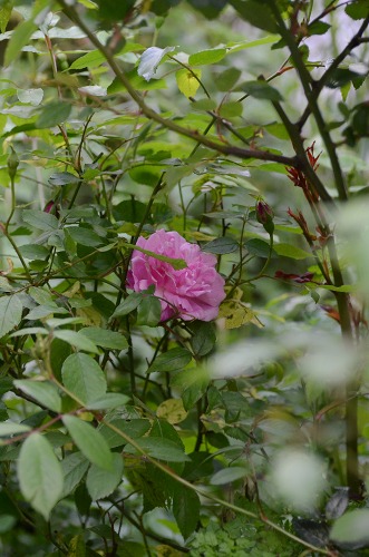 c0186463_1632776.jpg