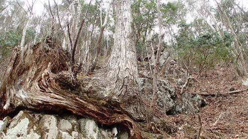e0024081_2015288.jpg