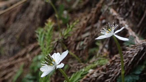 e0024081_9553735.jpg