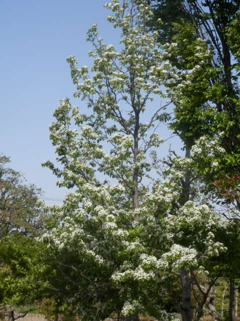 a0275492_3523253.jpg