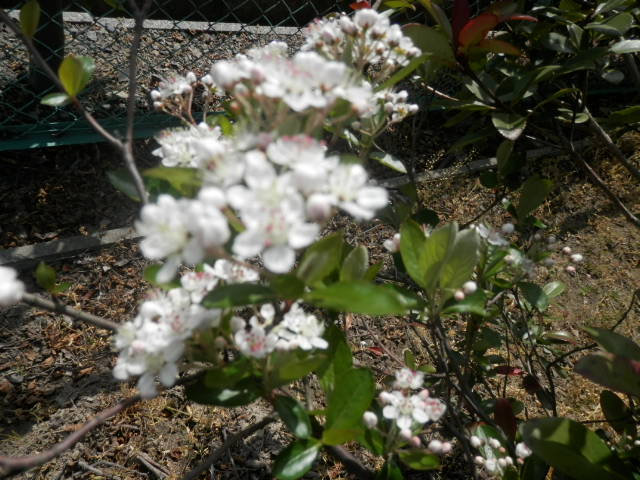 a0275492_354825.jpg