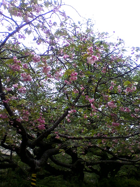 f0108399_03421.jpg