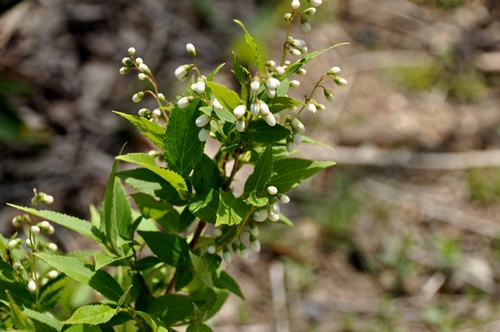 f0176499_1242931.jpg