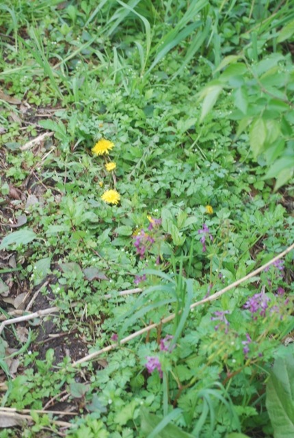 e0025300_1805784.jpg