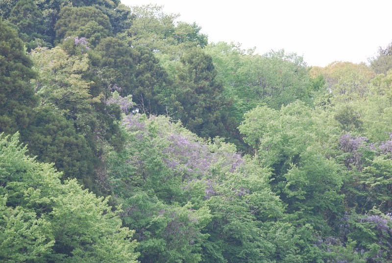 e0025300_1865546.jpg
