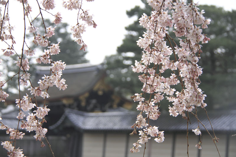 b0042837_17291169.jpg