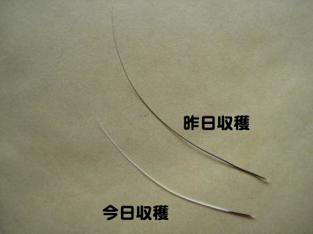 f0247039_1053453.jpg