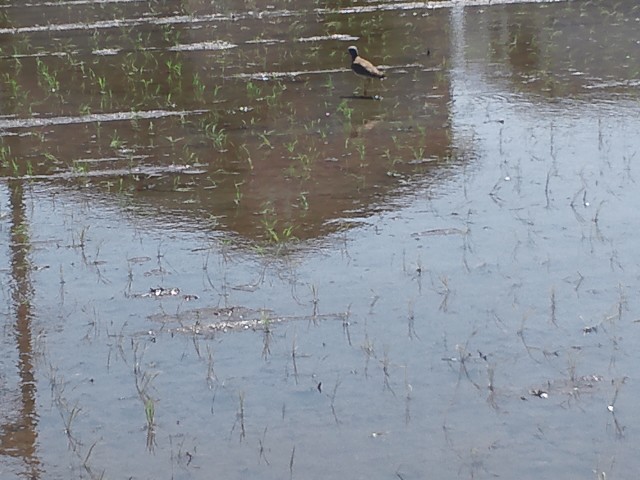 c0194042_20471722.jpg