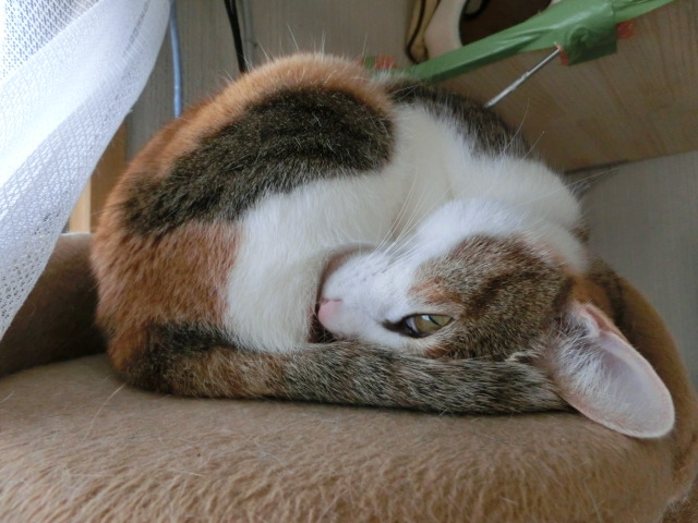 c0194042_21124272.jpg