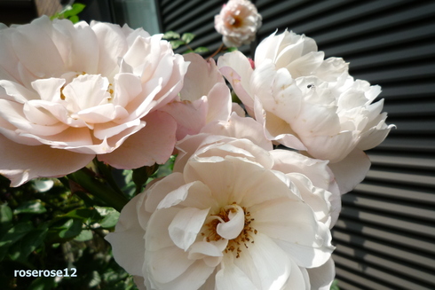 a0249051_5184965.jpg