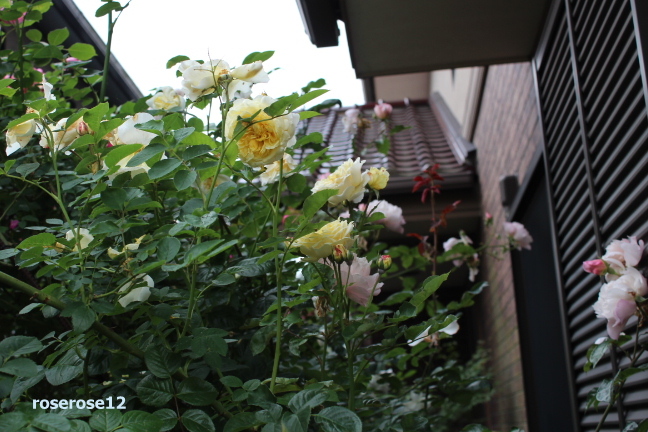a0249051_574417.jpg