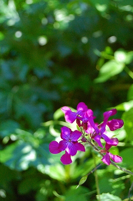 e0025655_544250.jpg