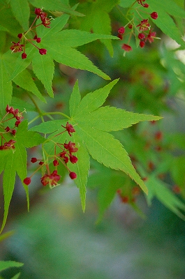 e0025655_661663.jpg