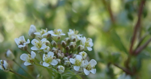e0024081_758547.jpg