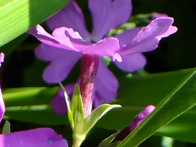 e0145782_1710095.jpg