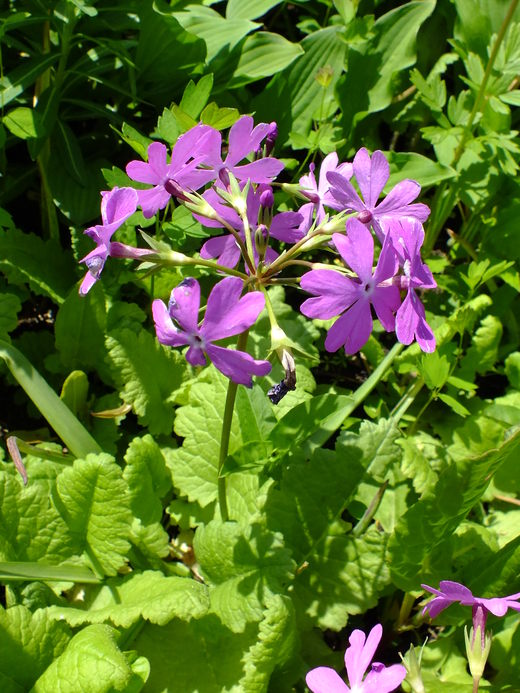 e0145782_17103510.jpg