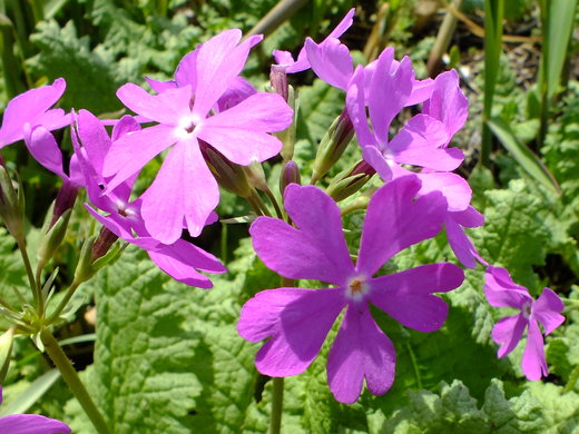 e0145782_1723883.jpg