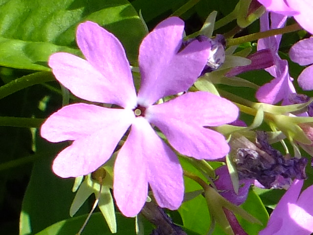 e0145782_1793391.jpg